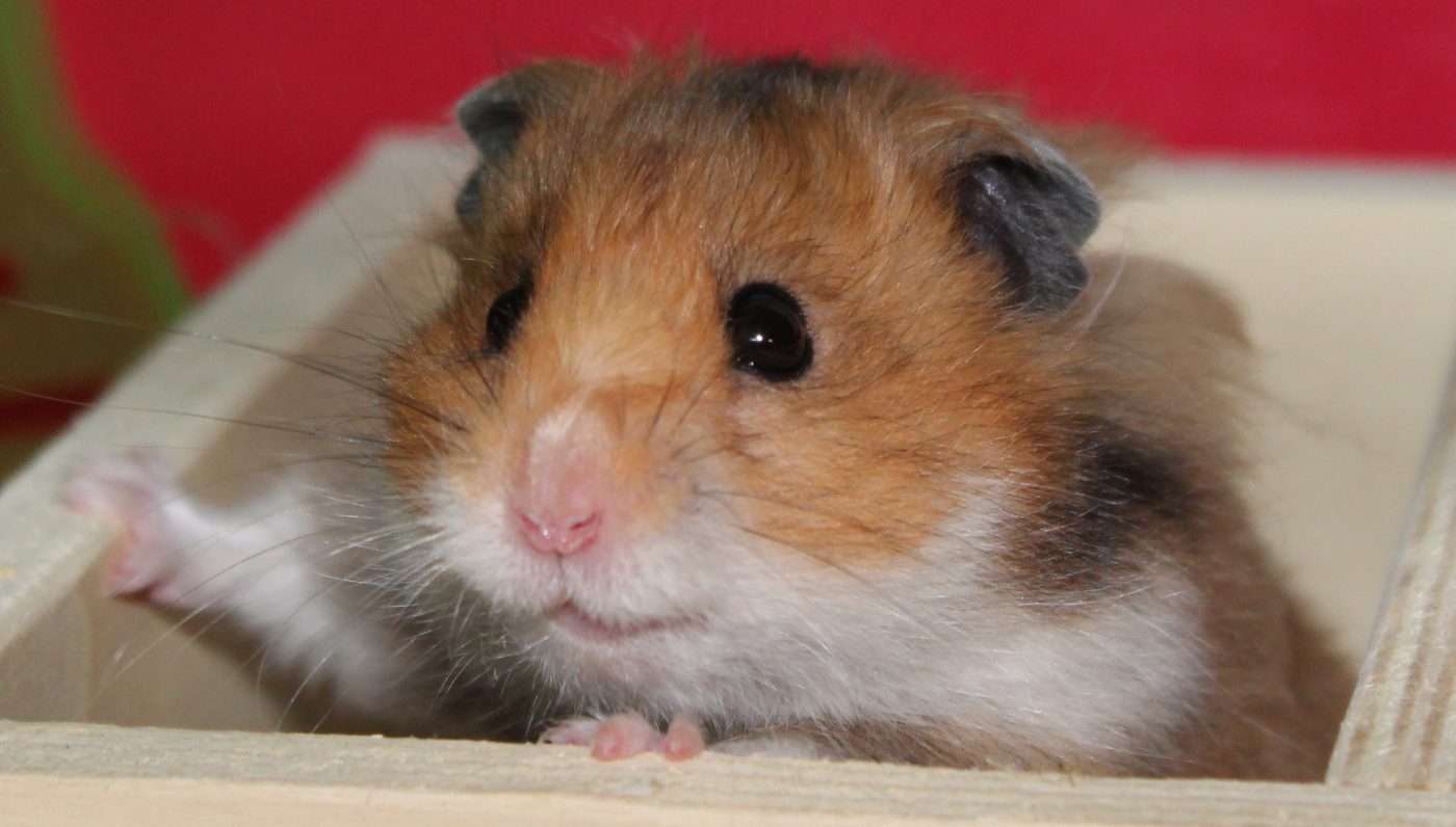 Teddyhamster kaufen
