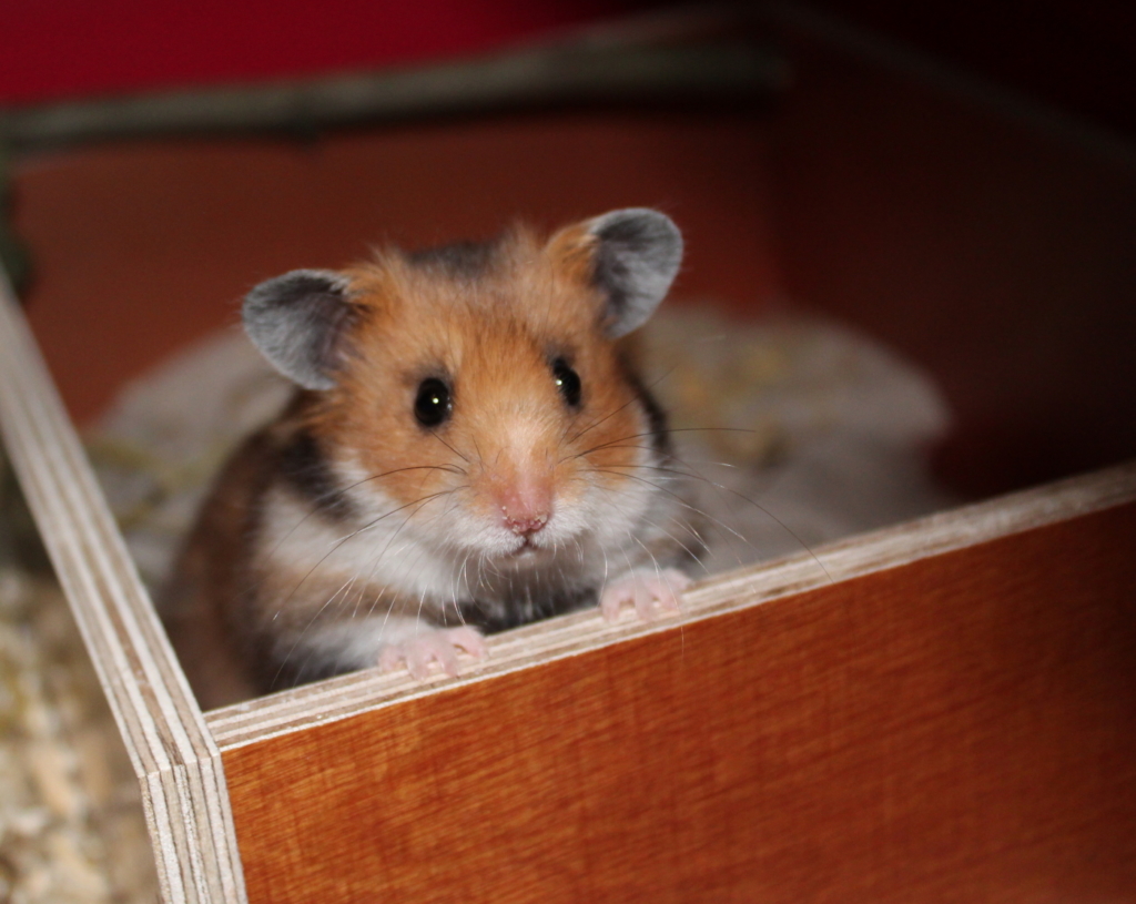 Teddyhamster im Hamster Sandbad