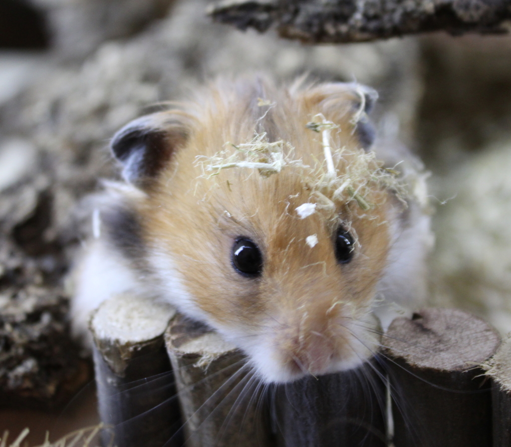 Teddyhamster mit Streu im Fell benötigt Pflege