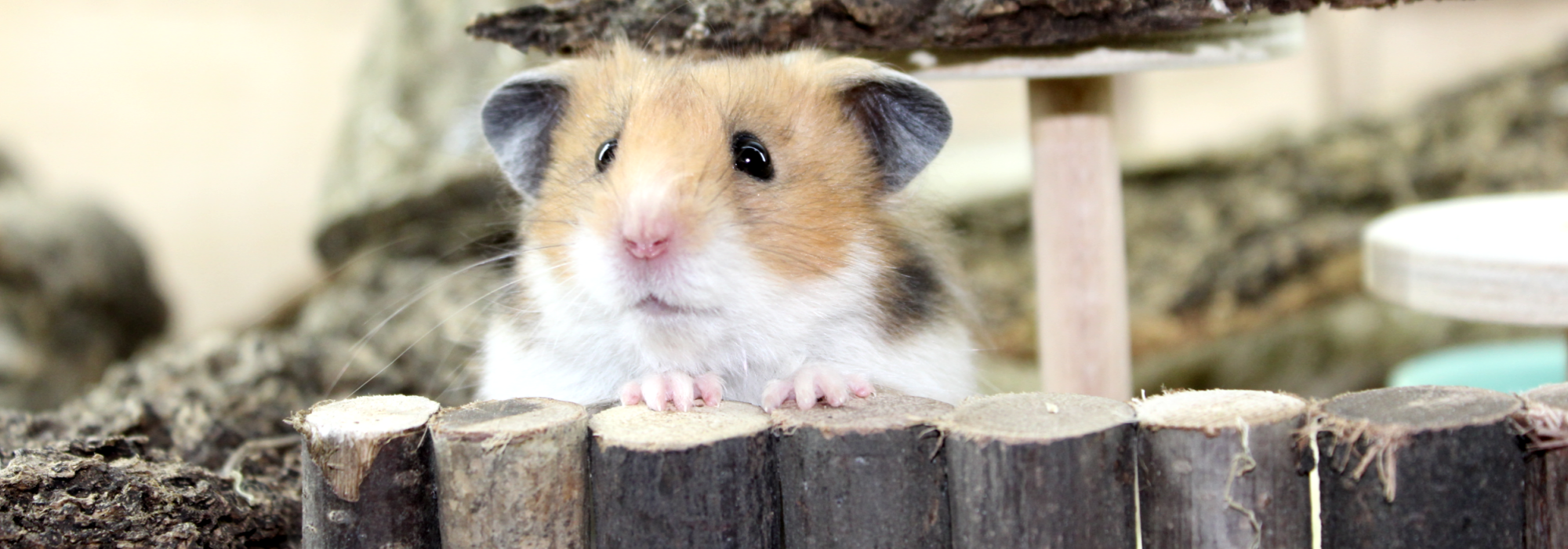 Teddyhamster