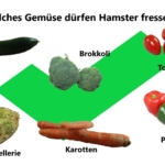 Gemüse für Hamster