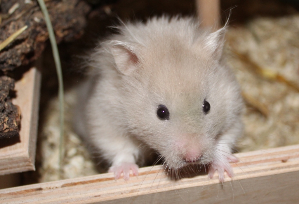 Teddyhamster - niedlich aber nicht zum Schmusen