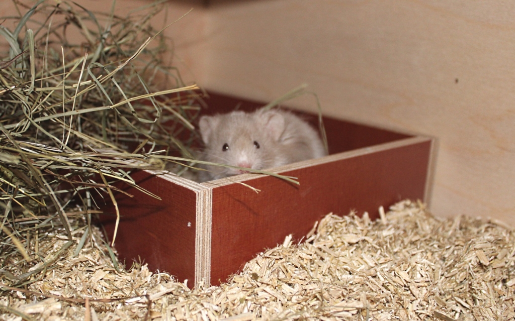 Teddyhamster im Sandbad