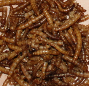 Eiweissfutter für Hamster Mehlwurm
