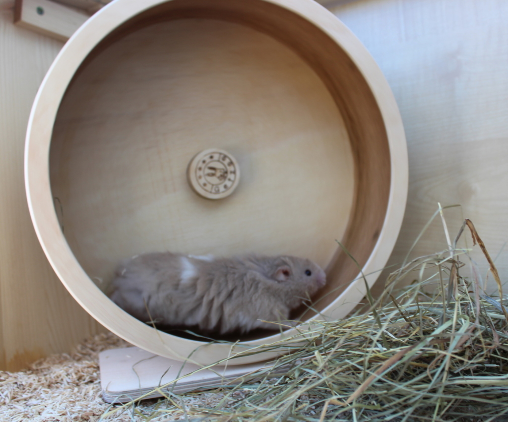 Wie Groß Muss Ein Laufrad Für Goldhamster Sein www.teddyhamster.net